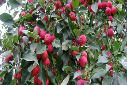 Яблоня полукультурная ДЕТСКАЯ