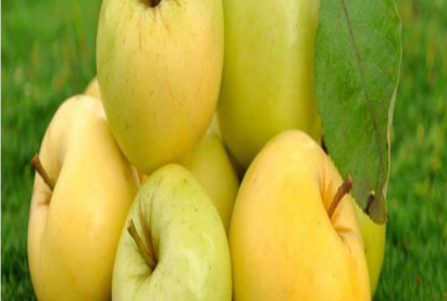 Яблоня полукультурная УРАЛЬСКОЕ НАЛИВНОЕ