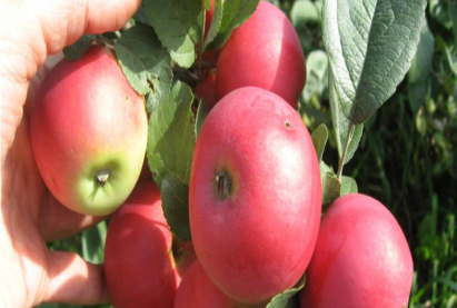 Яблоня полукультурная ЗАВЕТНОЕ