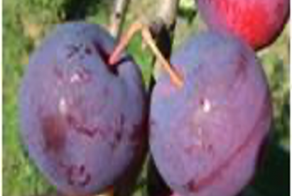 Яблоня полукультурная ГИСЛОП