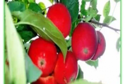 Яблоня полукультурная ВЕГА