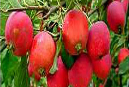 Ранет ЕРМОЛАЕВА