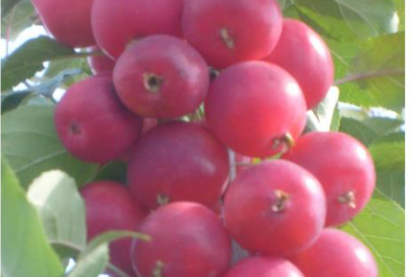 Ранет ПОДАРОК БАМУ