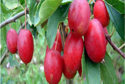 Ранет ДОЛГО