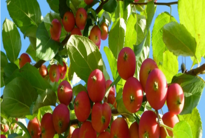 Яблоня ранетка ЛИДИЯ