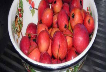 Яблоня ранет Сеянец Пудовщины (Звездочка)