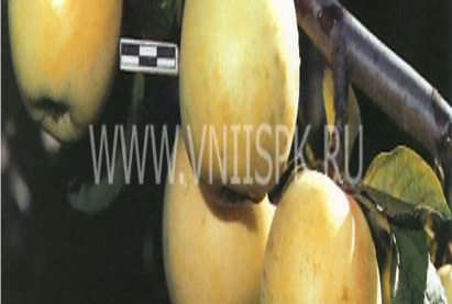 Стелющая яблоня АНТОНОВКА ОБЫКНОВЕННАЯ