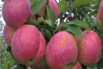 Естественный стланец яблоня БРАТЧУД