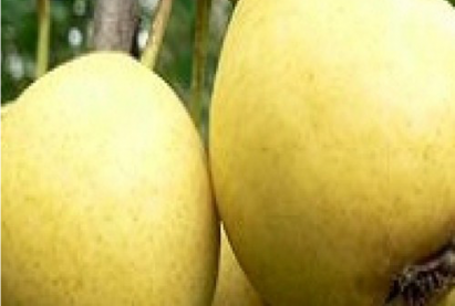 Груша  ОЛЕНЕК (ЗОЛУШКА)