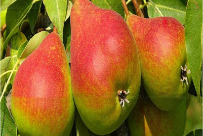 Груша Невеличка (Дюймовочка)