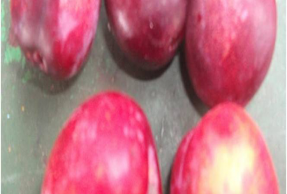 Слива БАЙКАЛЬСКАЯ