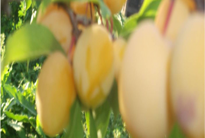 Слива ВАУЛИНСКАЯ