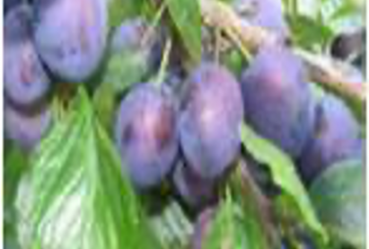 Слива НЕЗНАКОМКА