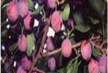 Слива НАХОДКА БУРЯТИИ