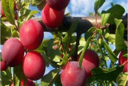 Слива АМТАТАЙ