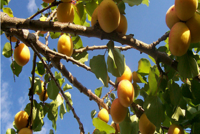 Абрикос Гэсэр