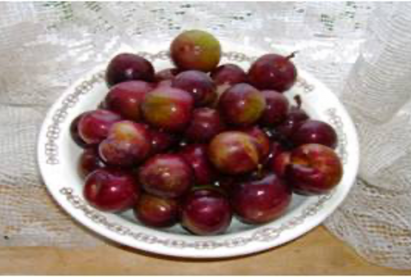 Сливово-вишневый гибрид