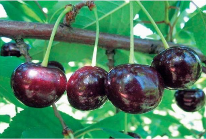 Вишня черная песчаная