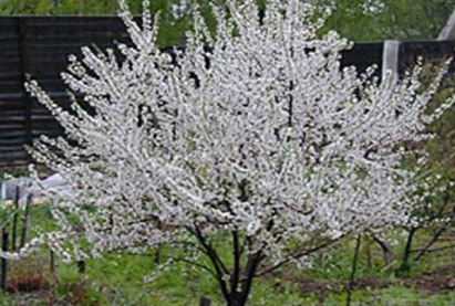 Вишня войлочная