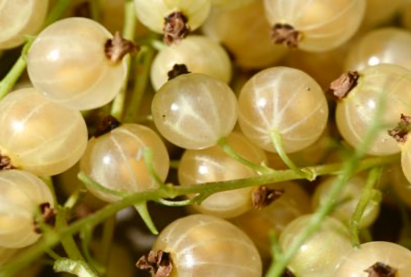 Смородина белая Потапенко