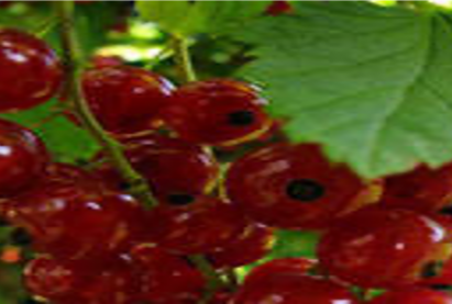 Красная смородина