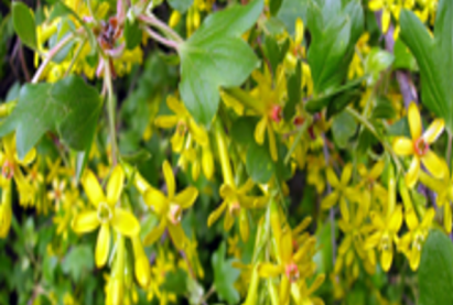 Смородина золотистая