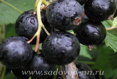 Смородина черная Детскосельская