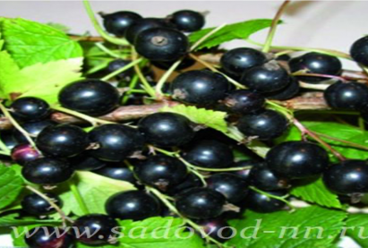 Смородина черная Гайхал