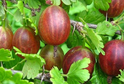 Крыжовник Русский красныйслабооколюченный