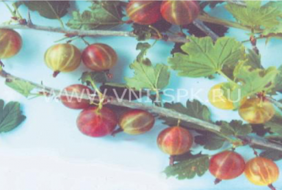 Крыжовник Консул