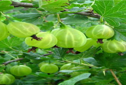 Крыжовник Королевскийслабооколюченный