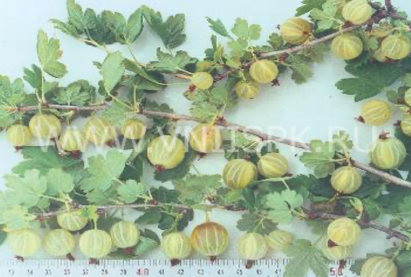 Крыжовник Берилл