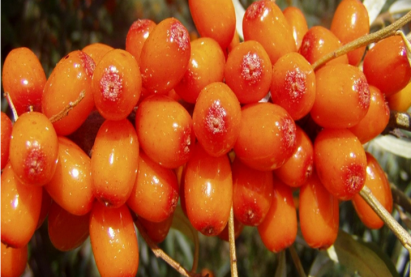 Бурятские сорта облепихи – лучшие в мире в наличии 15 сортов