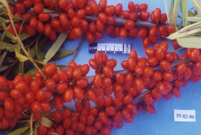 Бурятская облепиха Сарантуя