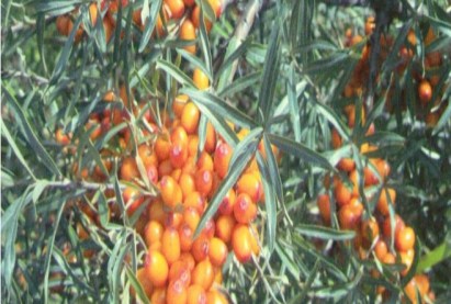 Бурятская облепиха Баян-Гол