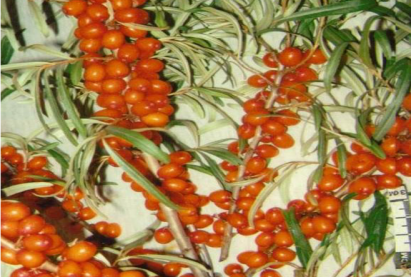 Бурятская облепиха Тасхановская