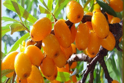 Облепиха Сорт Захаровская