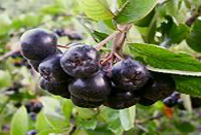 Черноплодная рябина – Аронияежегодное укрытие на зиму