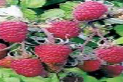 Малина Искра