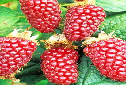 Малина Приморскаяудлиненная, крупная