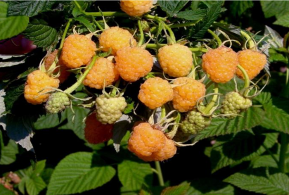 Малина Беглянка