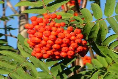 Рябина красная