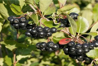 Рябина черная Арония