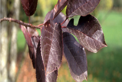 Черемуха краснолистная Колората