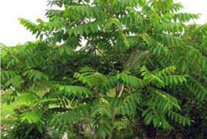 Орех маньчжурский