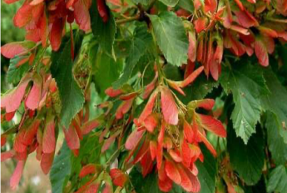 Клен Гиннала