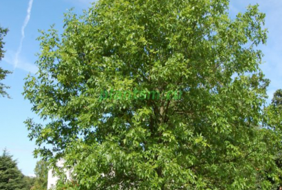 Ясень маньчжурский