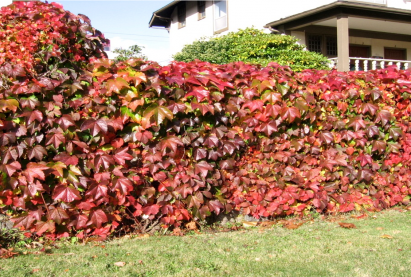 Девичий виноград