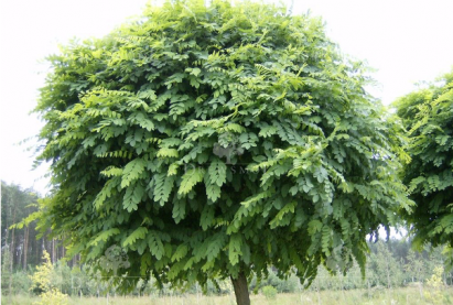 Робиния  (Акация белая)