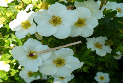 Курильский чай белый